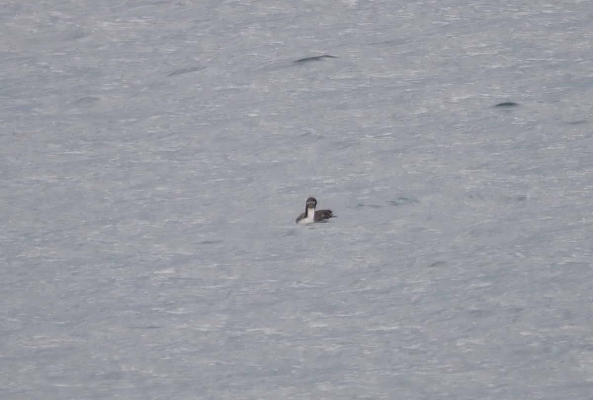 Pacific Loon - ML647864959