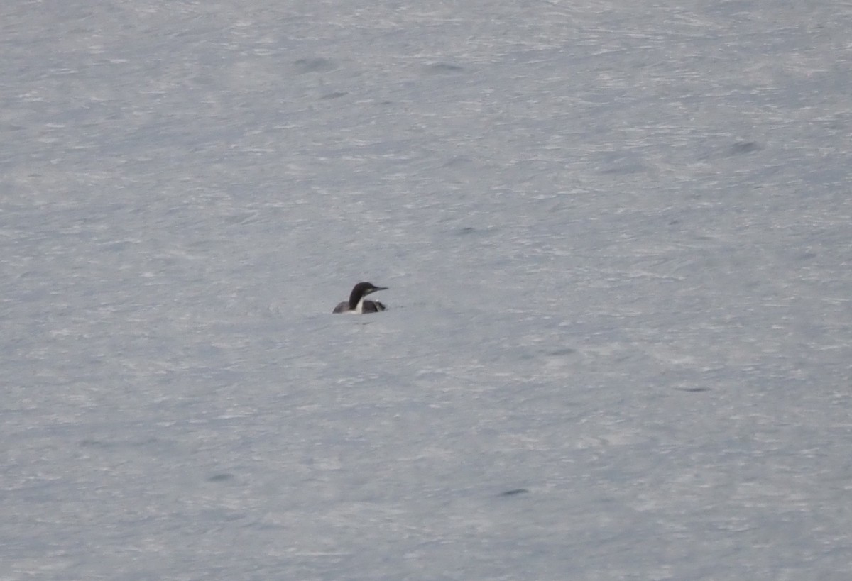 Pacific Loon - ML647864960