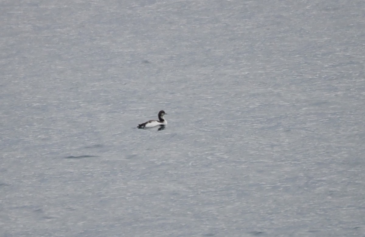 Pacific Loon - ML647864961