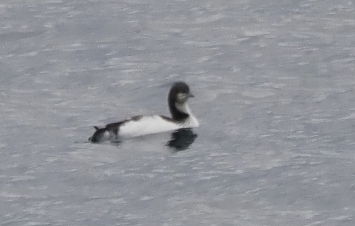 Pacific Loon - ML647864962