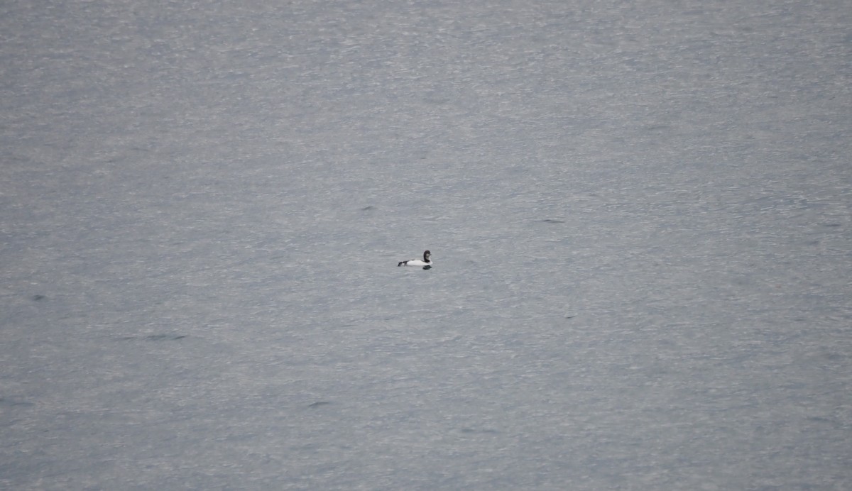 Pacific Loon - ML647864963