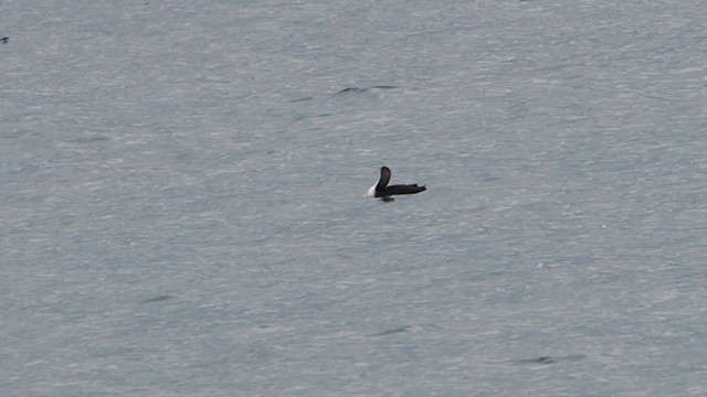 Pacific Loon - ML647864964