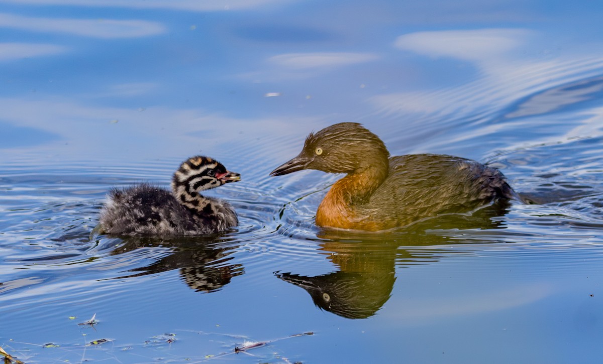 Пірникоза новозеландська - ML647864966