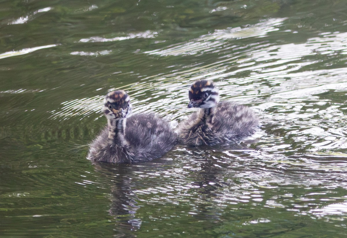 Пірникоза новозеландська - ML647864967