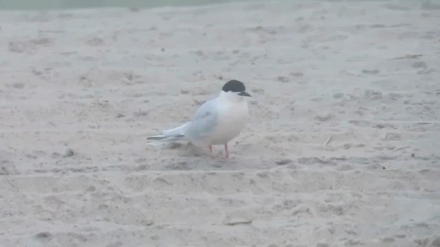 Roseate Tern - ML647864984