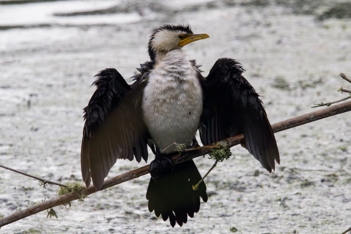 Баклан строкатий - ML647864985