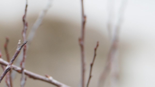 Song Sparrow - ML647864997