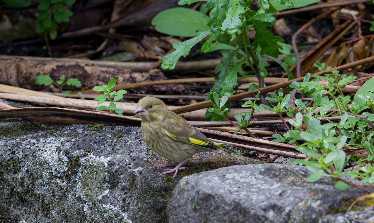 Зеленяк звичайний - ML647864999