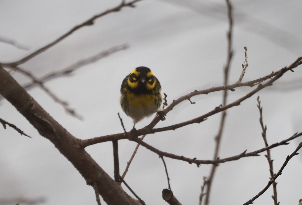 Townsend's Warbler - ML647865002
