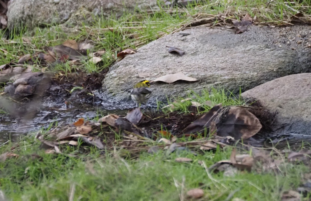 Townsend's Warbler - ML647865003