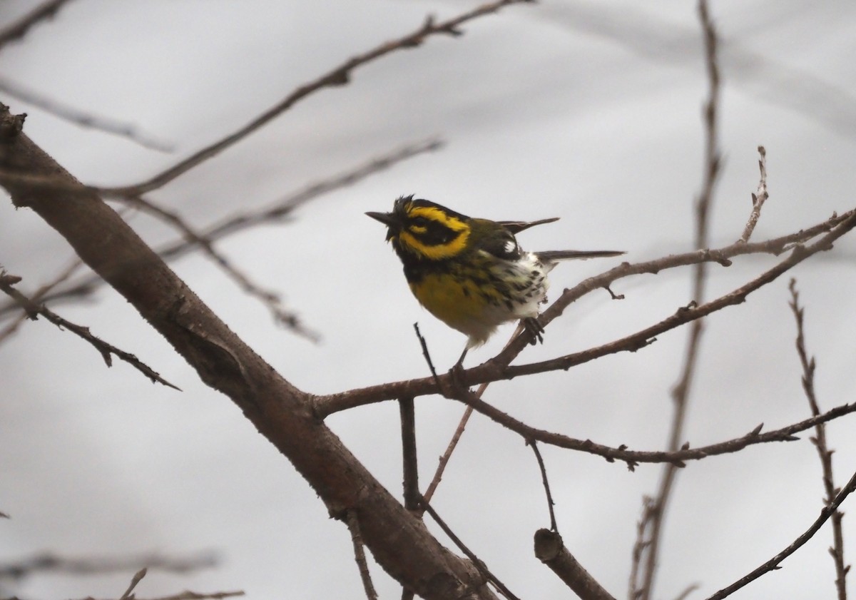 Townsend's Warbler - ML647865004