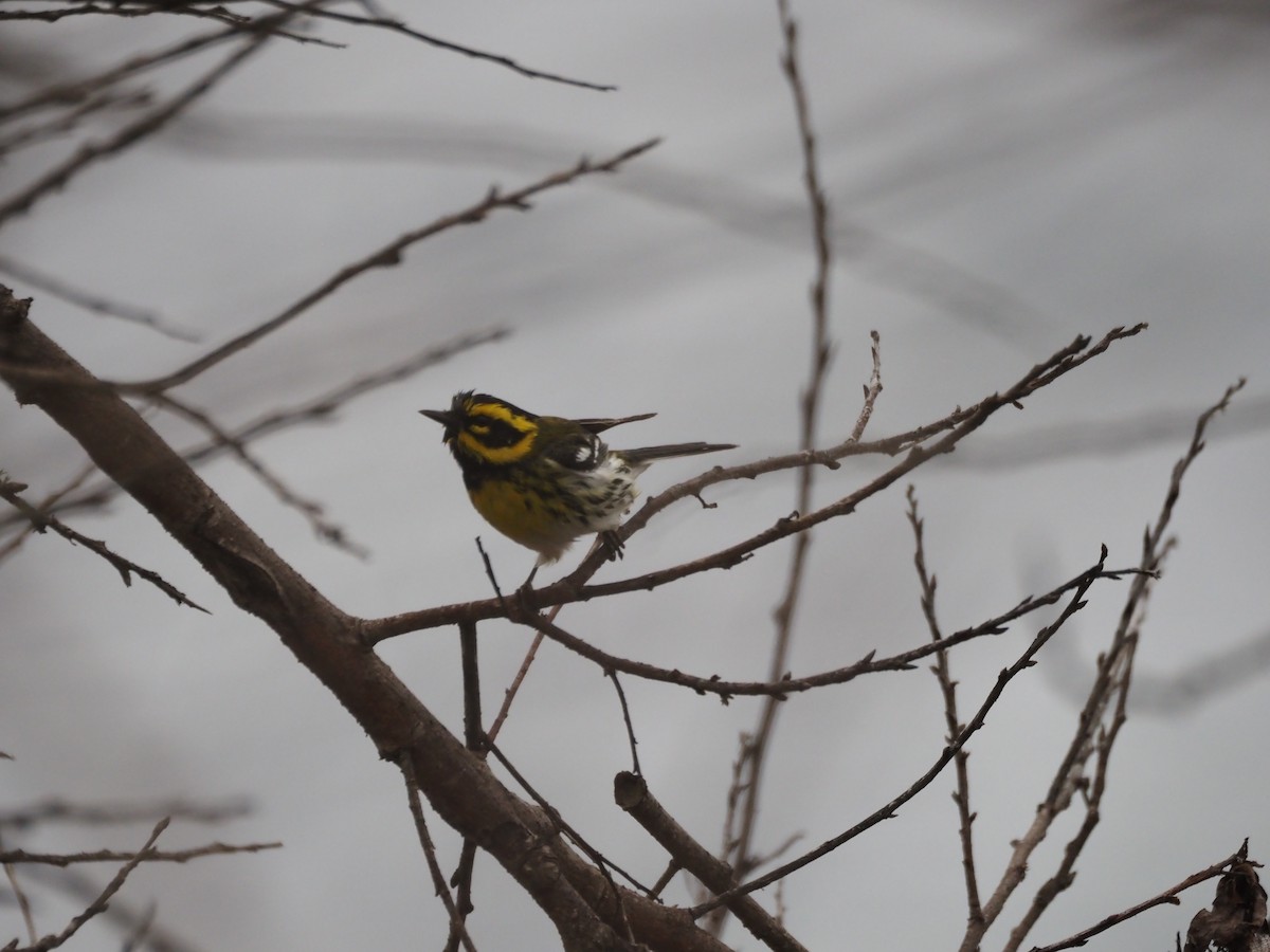 Townsend's Warbler - ML647865005