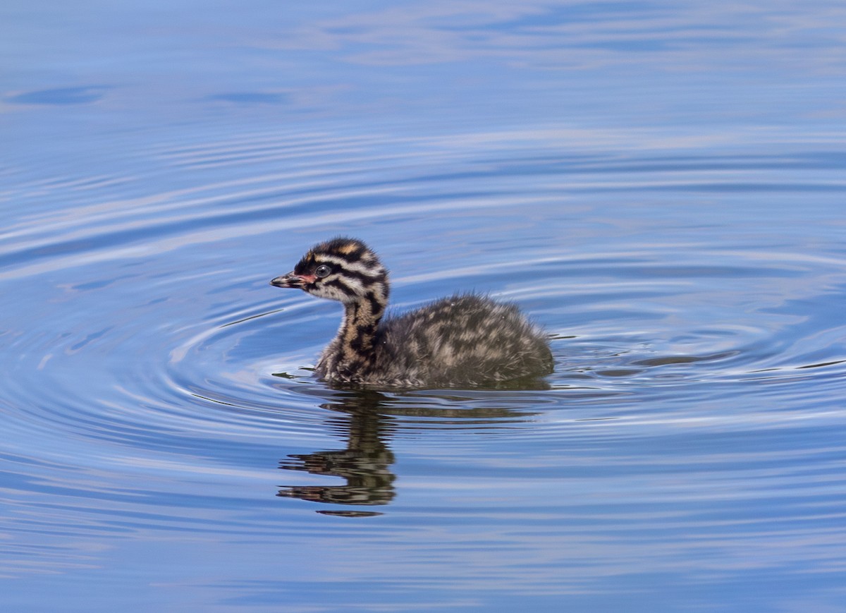 Пірникоза новозеландська - ML647865006