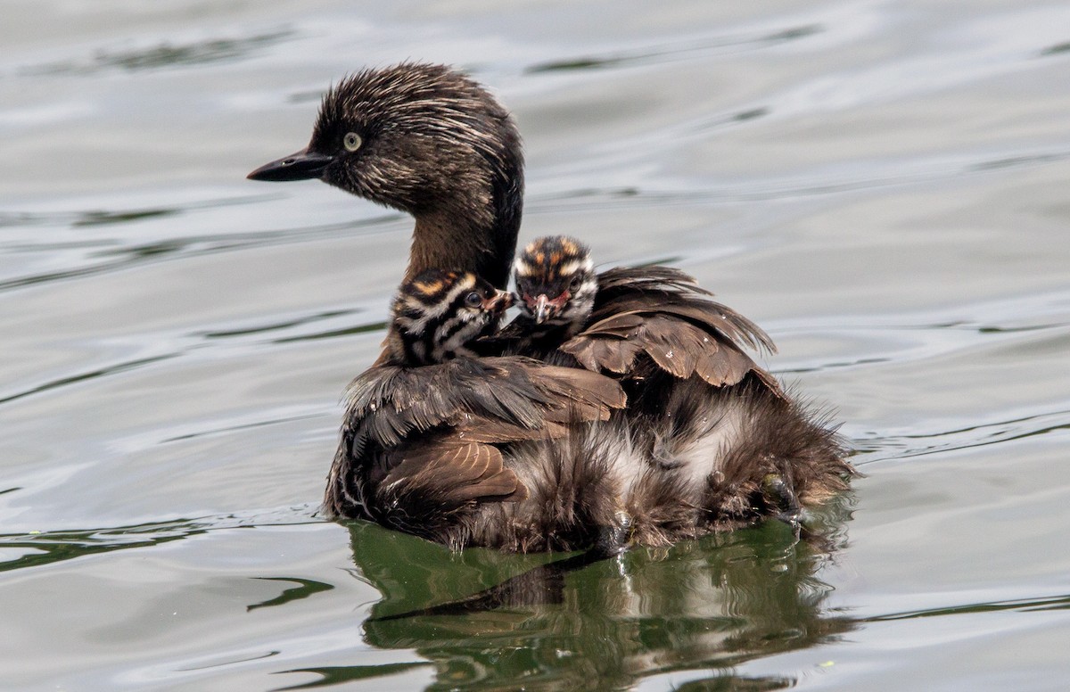 Пірникоза новозеландська - ML647865019