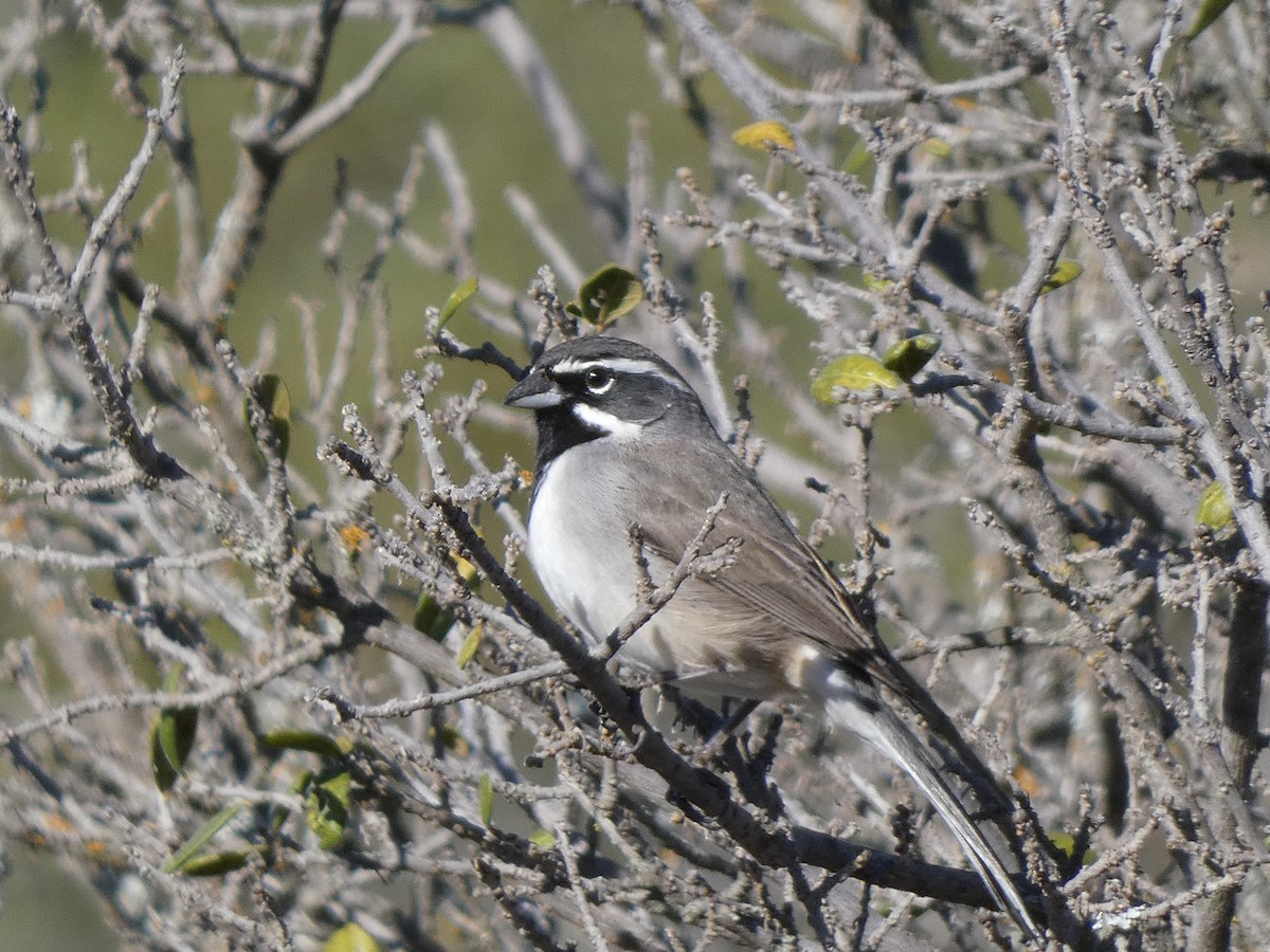 svartstrupespurv - ML647865024