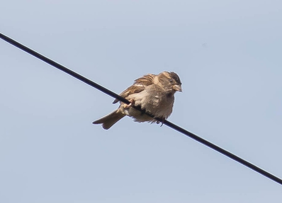 イエスズメ - ML647865066