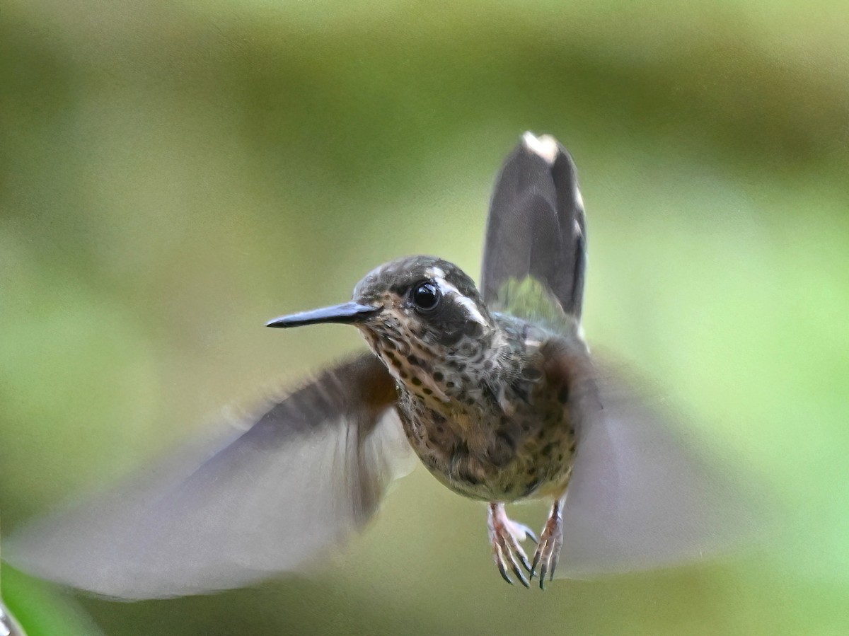 ミミグロハチドリ - ML647865067