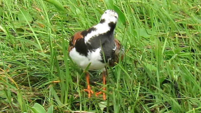 キョウジョシギ - ML647865071