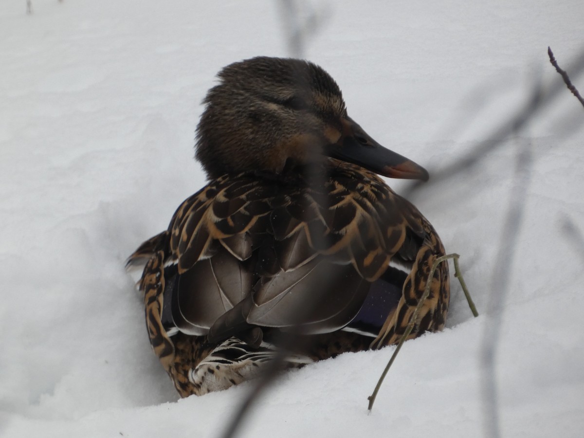 マガモ - ML647865072