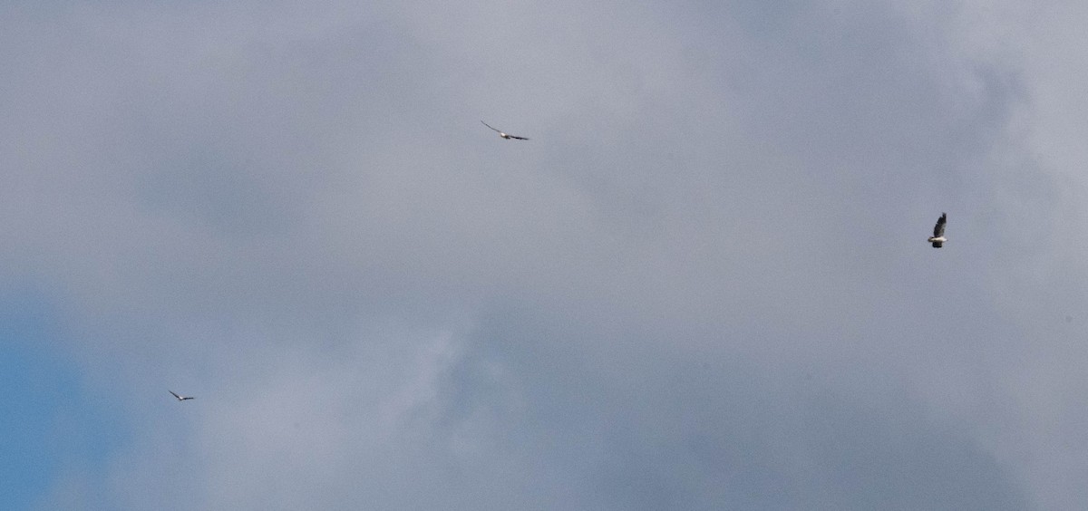 シロハラウミワシ - ML647865073