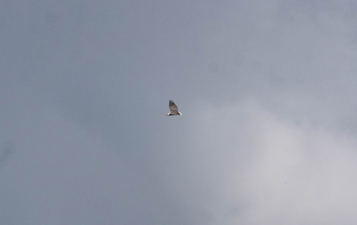 シロハラウミワシ - ML647865074