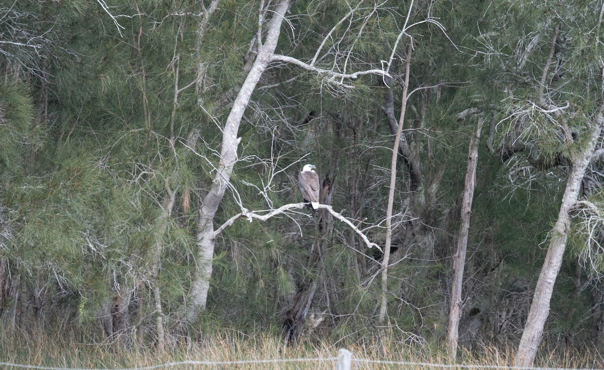 シロハラウミワシ - ML647865075