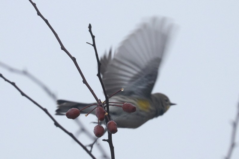 キヅタアメリカムシクイ - ML647865078