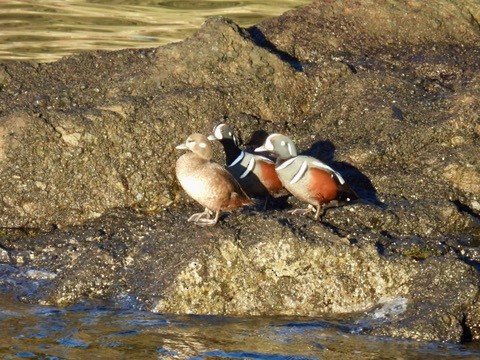 シノリガモ - ML647865079