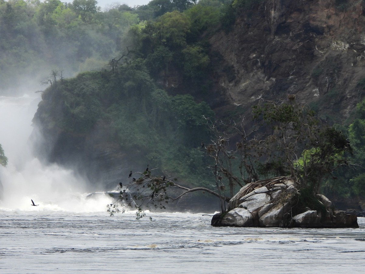 カワウ - ML647865080