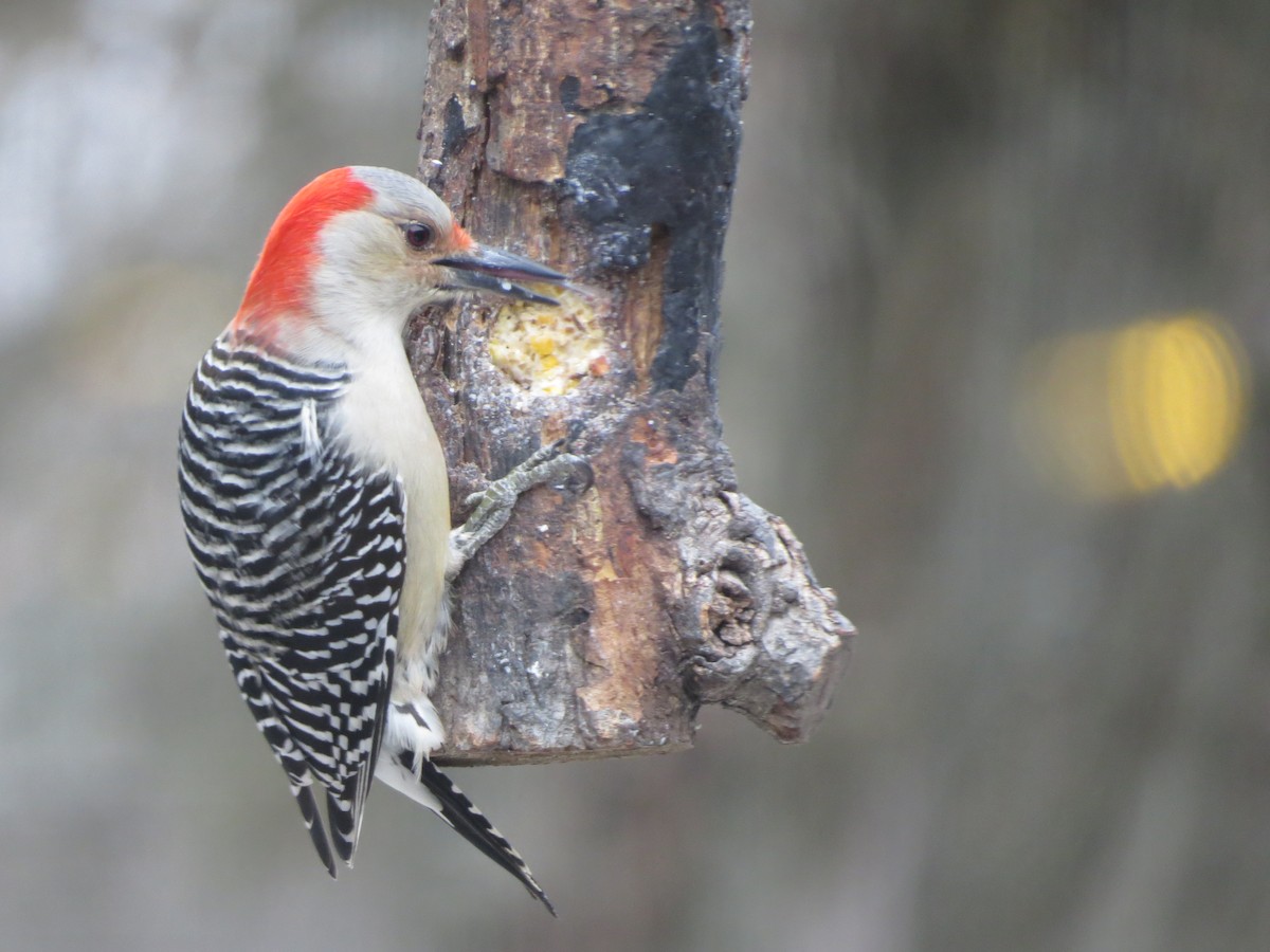 シマセゲラ - ML647865082