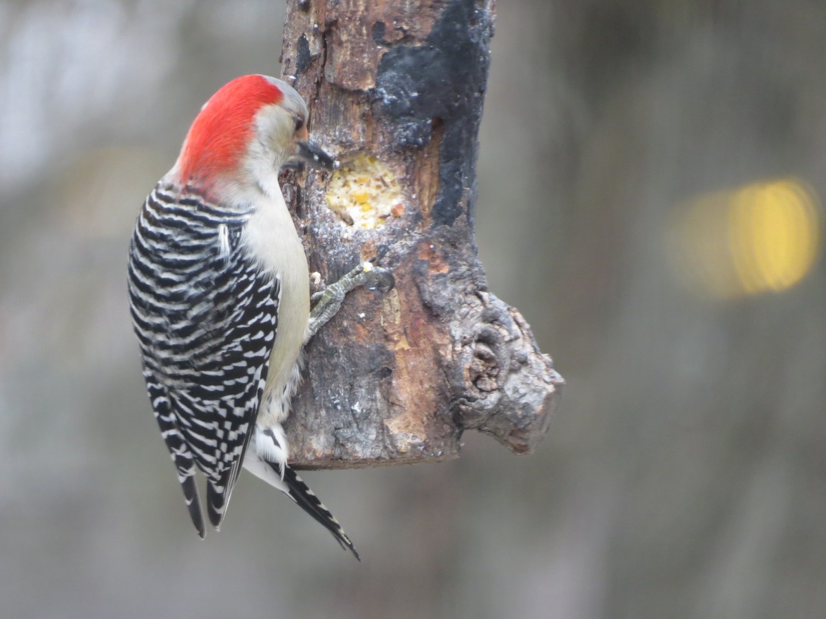 シマセゲラ - ML647865083