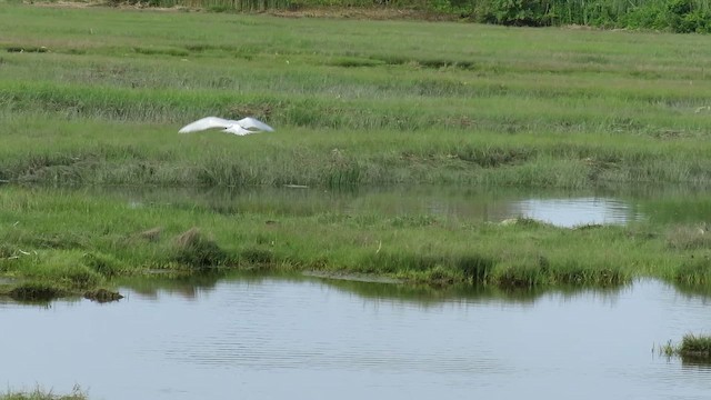 メリケンアジサシ - ML647865084