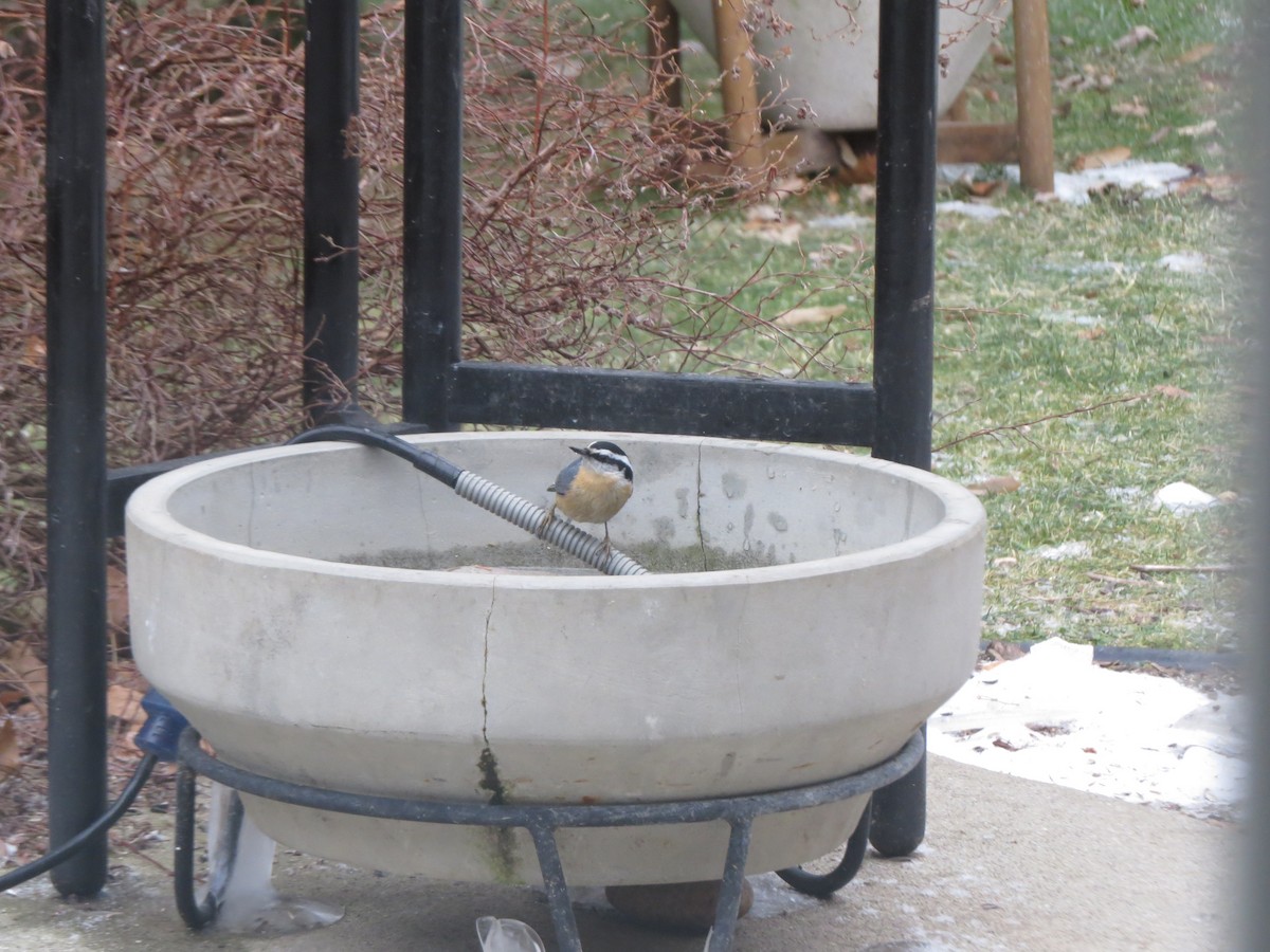 ムネアカゴジュウカラ - ML647865087