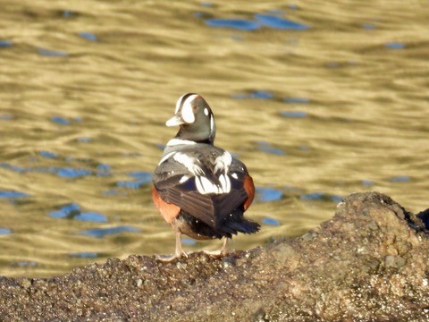 シノリガモ - ML647865089