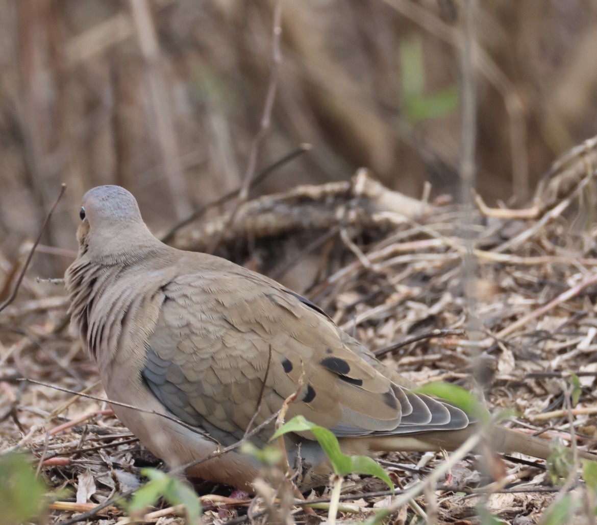 ナゲキバト - ML647865090