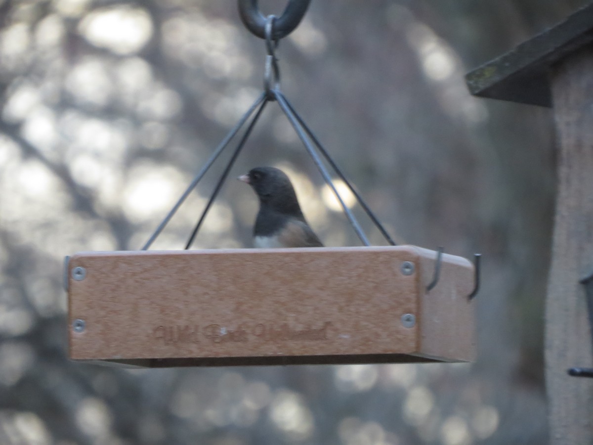 ユキヒメドリ（oreganus グループ） - ML647865092