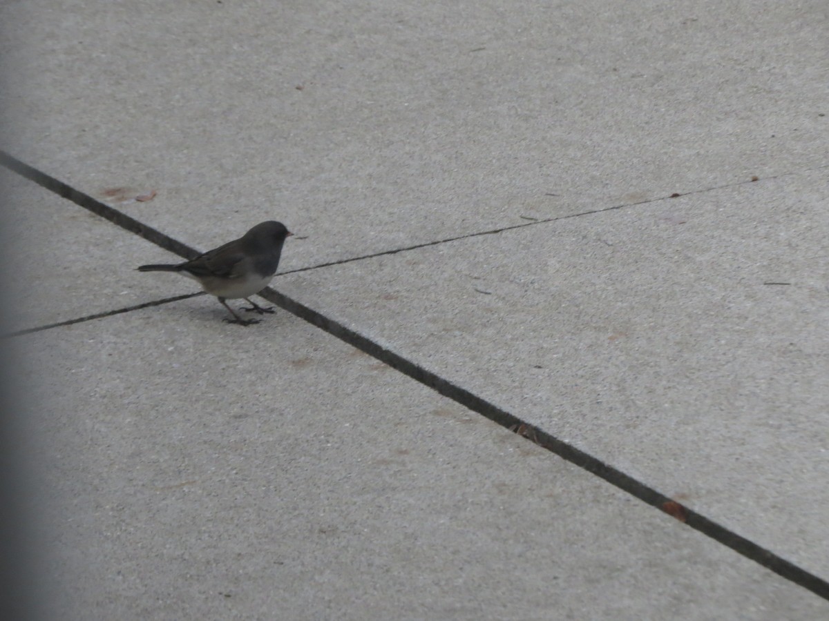 ユキヒメドリ（oreganus グループ） - ML647865093