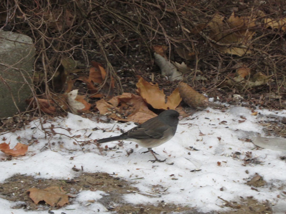 ユキヒメドリ（oreganus グループ） - ML647865094