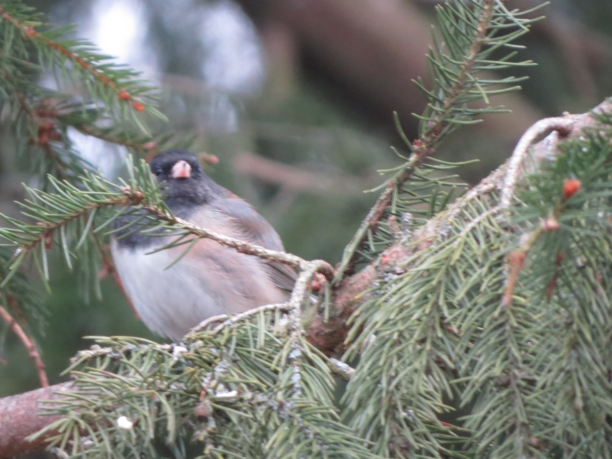 ユキヒメドリ（oreganus グループ） - ML647865095