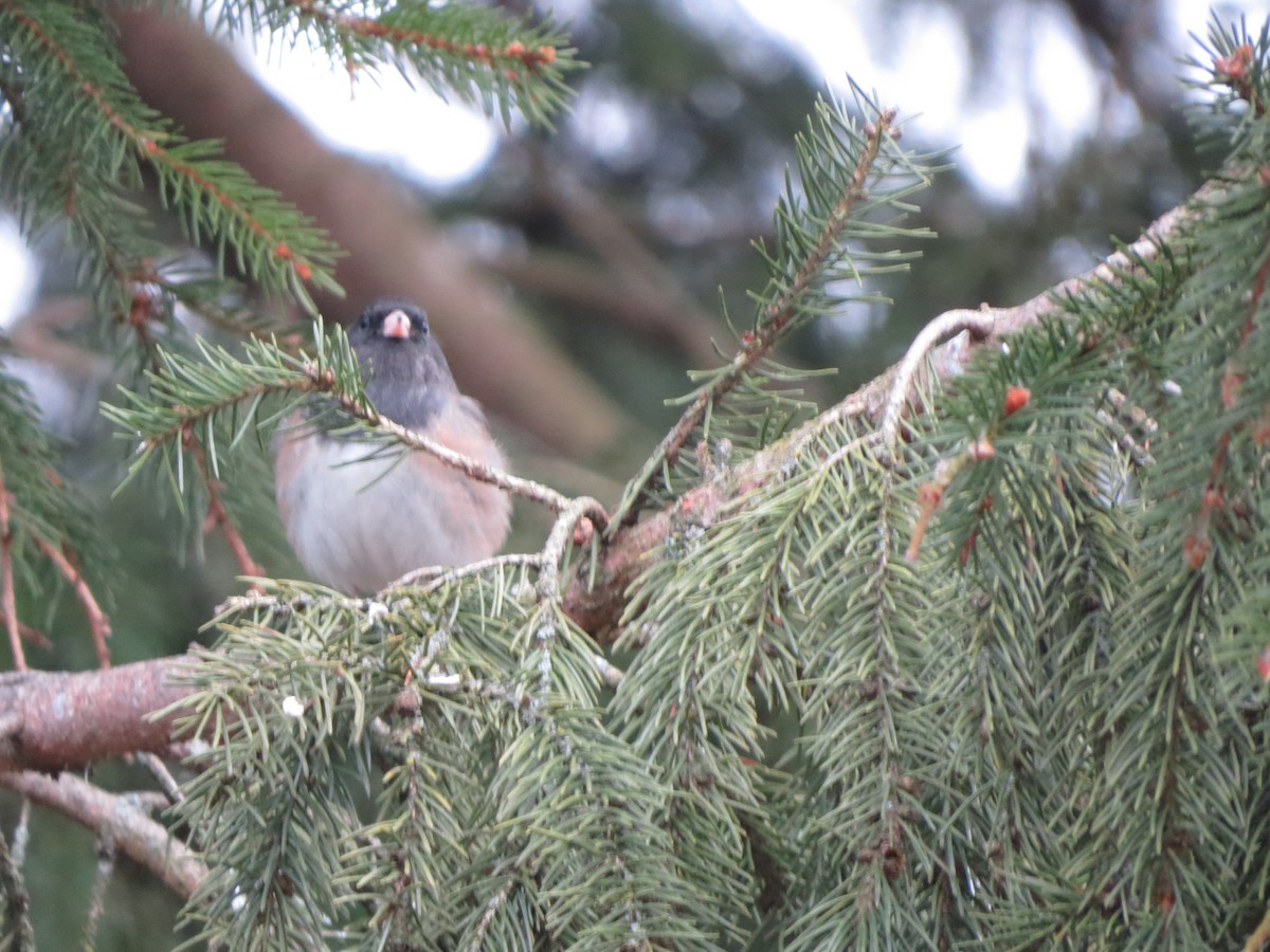 ユキヒメドリ（oreganus グループ） - ML647865096