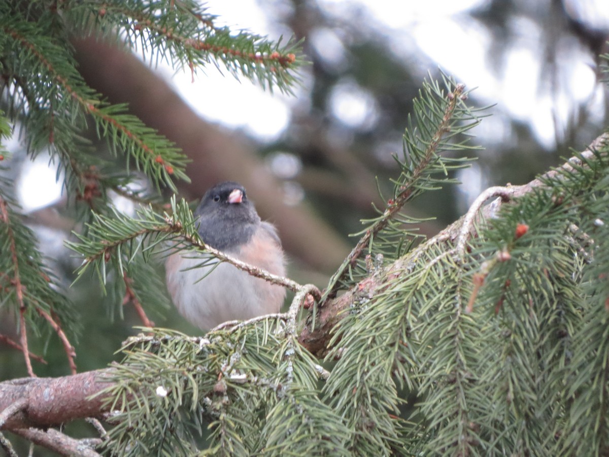 ユキヒメドリ（oreganus グループ） - ML647865097