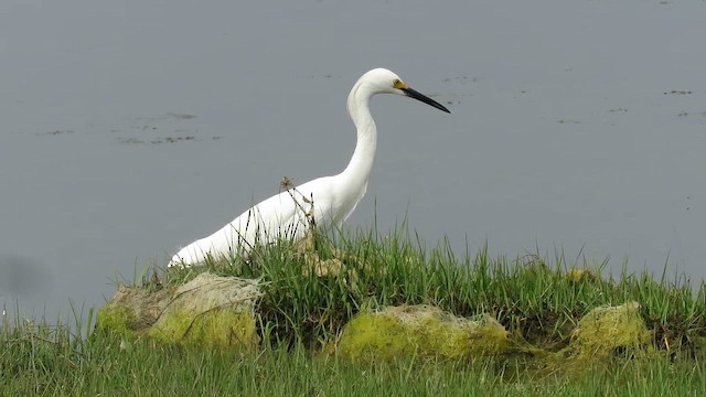 ユキコサギ - ML647865098