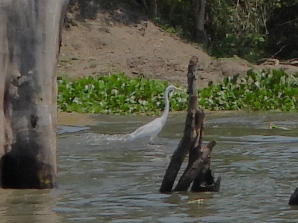 ダイサギ - ML647865099