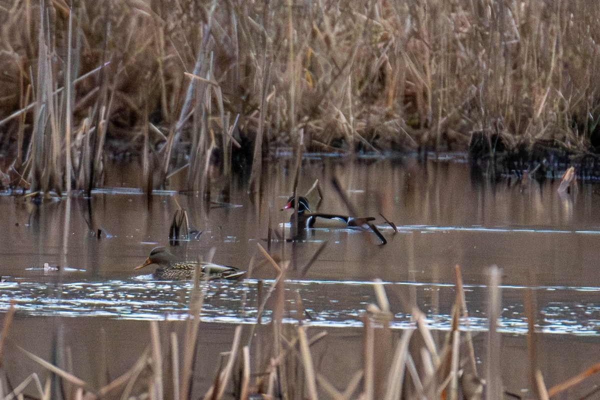 アメリカオシ - ML647865101