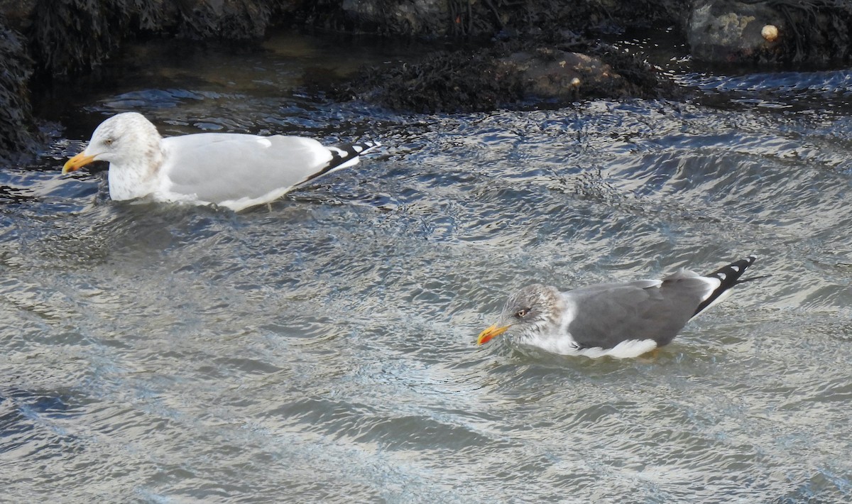 Lesser Black-backed Gull - ML647865137