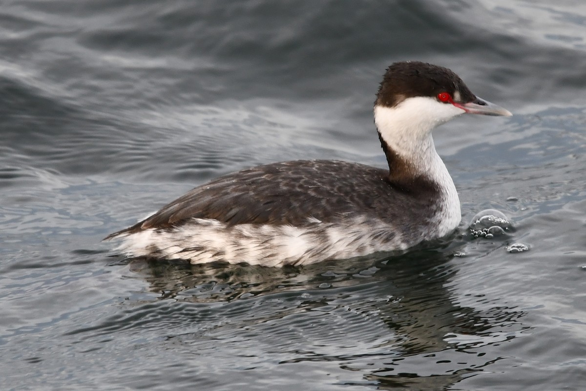 Красношейная поганка - ML647865147