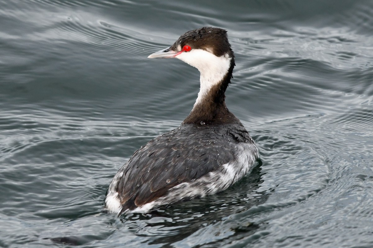 Красношейная поганка - ML647865148