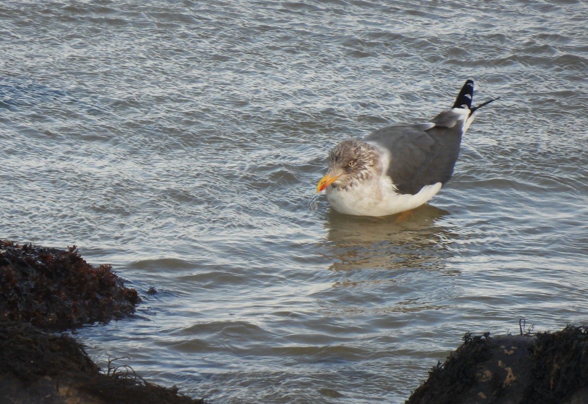Lesser Black-backed Gull - ML647865191