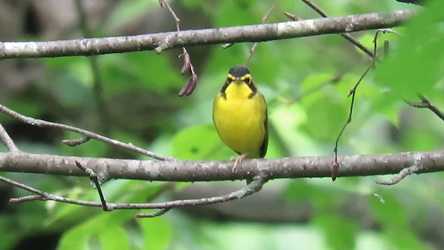 Kentucky Warbler - ML647865233