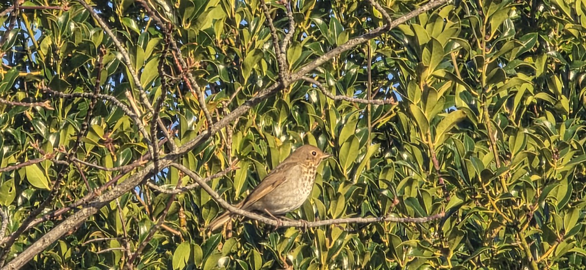 Einsiedler-Musendrossel - ML647865251